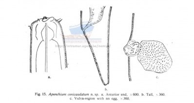 Представитель Семейства Aponchiidae